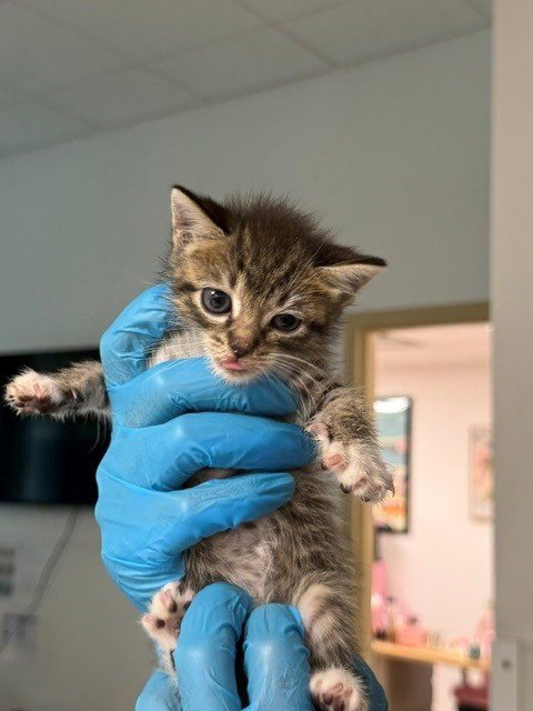 A2479131 - Domestic Short Hair available for adoption