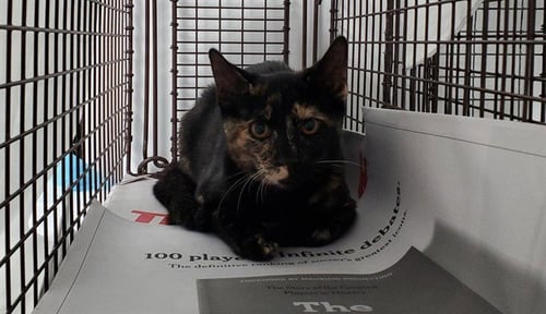A2478736 - Domestic Short Hair available for adoption