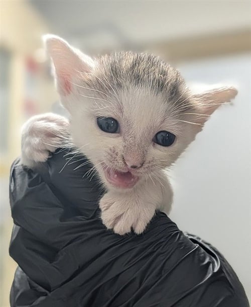 A2476434 - Domestic Short Hair available for adoption