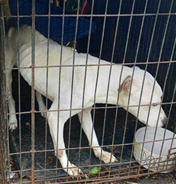 KANE - American Staffordshire Terrier available for adoption