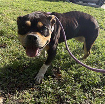 BUNNY - American Staffordshire Terrier available for adoption