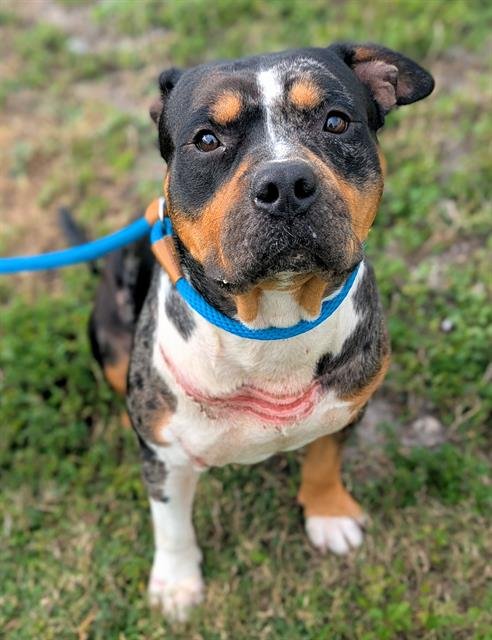 HOBBS - American Staffordshire Terrier / Rottweiler available for adoption