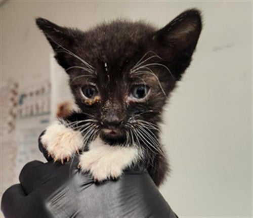 TIPPER - Domestic Short Hair available for adoption