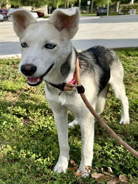 TROPICANA - Siberian Husky available for adoption
