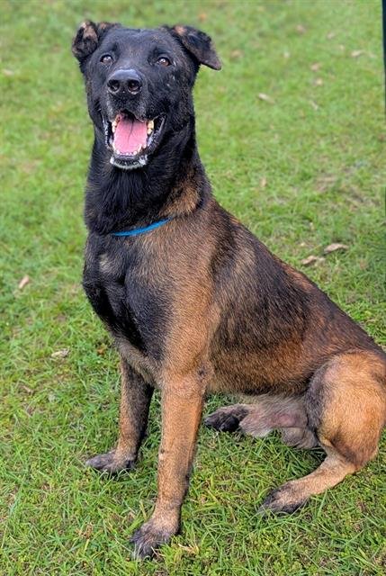 BEN - Belgian Shepherd Malinois available for adoption