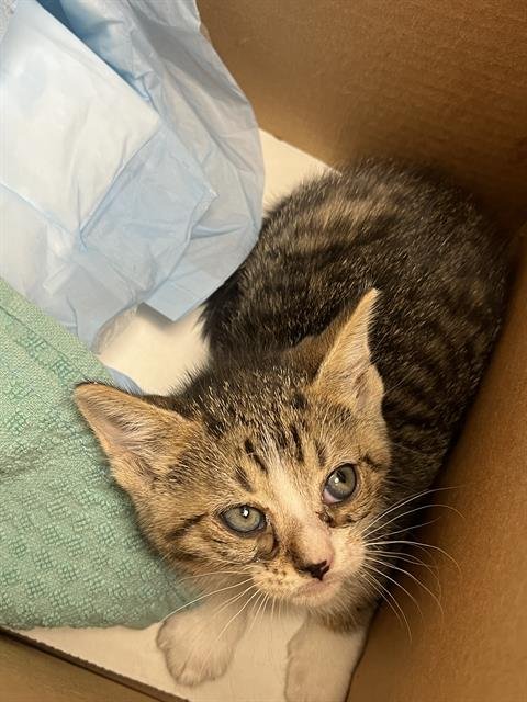 MATILDA - Domestic Short Hair available for adoption