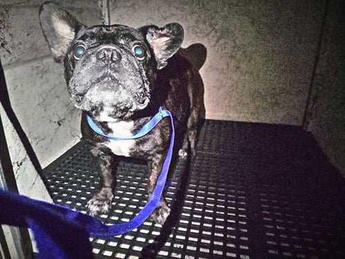 A2478786 - French Bulldog available for adoption