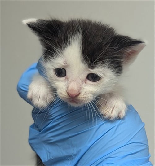 SPENCER - Domestic Short Hair available for adoption