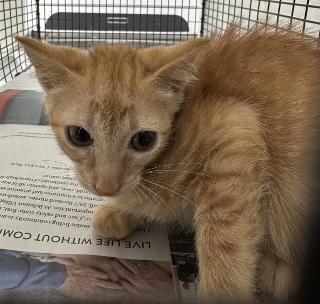 FLEA - Domestic Short Hair available for adoption