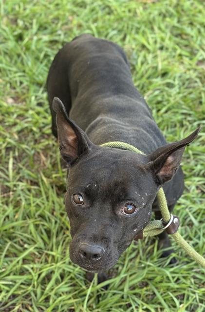 BLACKIE - American Staffordshire Terrier available for adoption