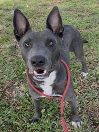 ZUKO - Photo 1
