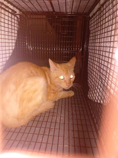 BRUNO - Domestic Short Hair available for adoption