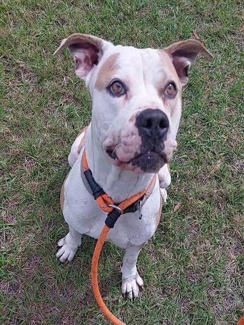 QUESA - American Bulldog available for adoption