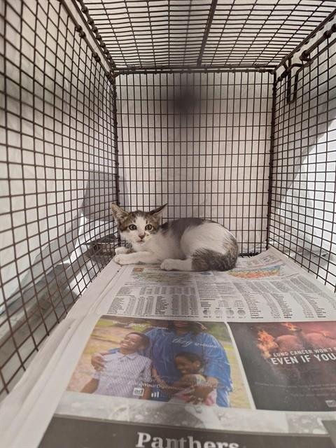 SIRUS - Domestic Short Hair available for adoption