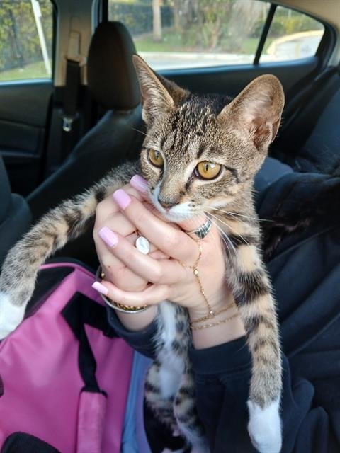 PAM - Domestic Short Hair available for adoption