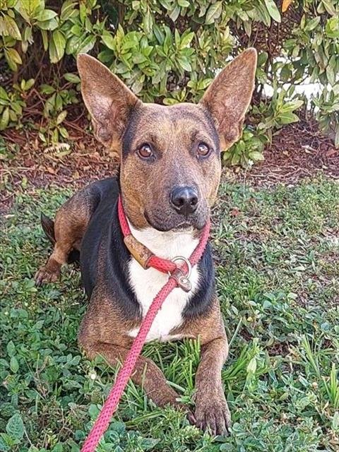 KIA - Catahoula Leopard Dog available for adoption