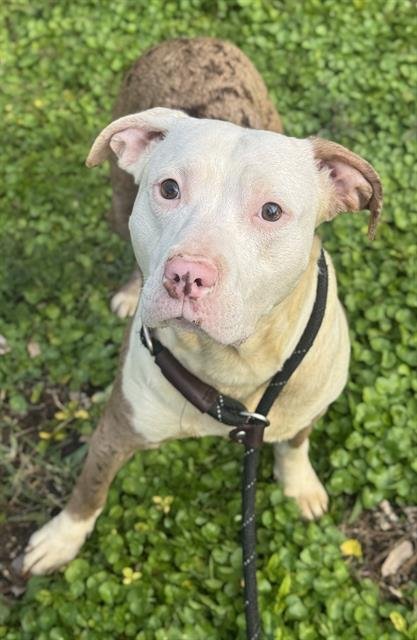 DAISY - American Staffordshire Terrier available for adoption