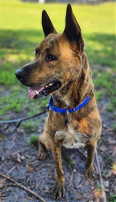 HUNTER - Dutch Shepherd available for adoption