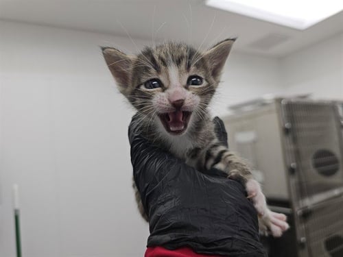 A2475470 - Domestic Short Hair available for adoption