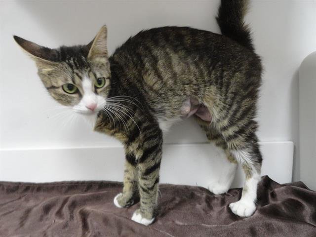 LOVE BUG - Domestic Short Hair available for adoption