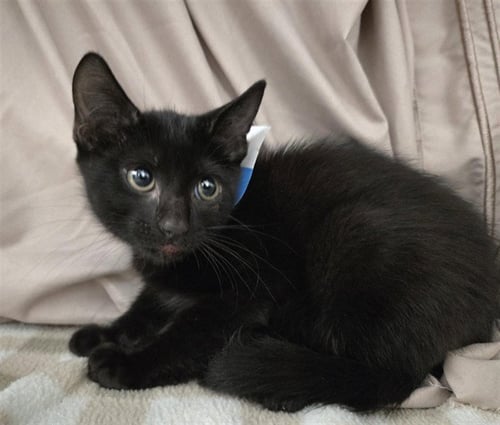 SOOT - Domestic Short Hair available for adoption