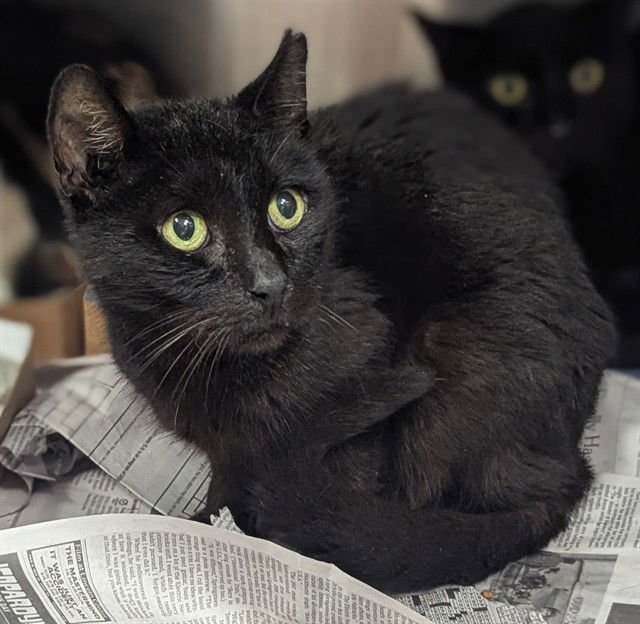 MIDNIGHT - Domestic Short Hair available for adoption