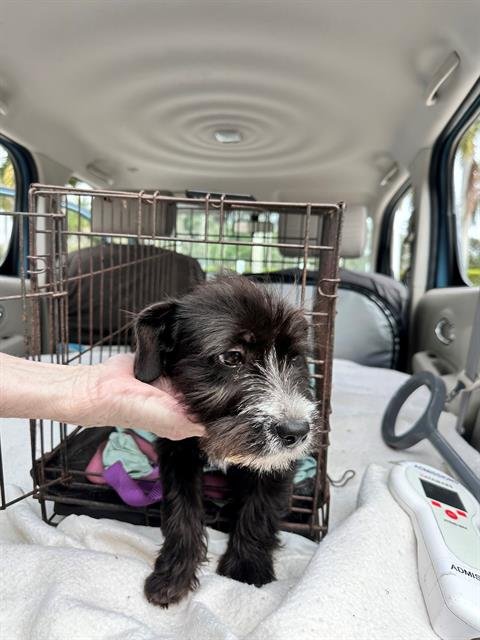SHAMROCK - Miniature Schnauzer available for adoption