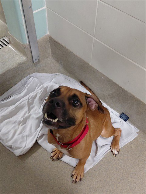 SIZZLA - Pit Bull Terrier available for adoption