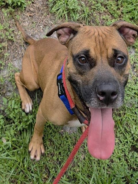 SIZZLA - Pit Bull Terrier available for adoption