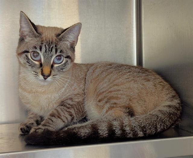 ESPEON - Siamese available for adoption