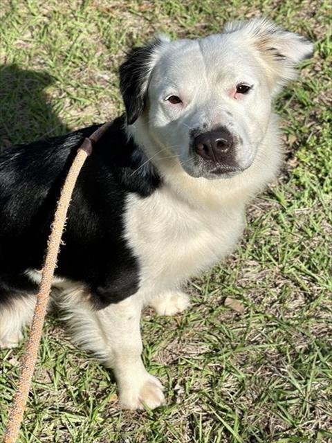 DOMINOE - Border Collie available for adoption