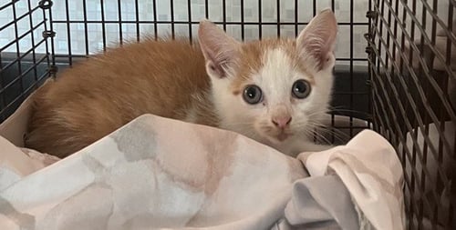 *BANARD - Domestic Short Hair available for adoption