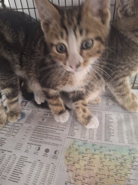 A2481364 - Domestic Short Hair available for adoption