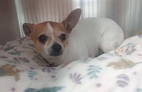 JACK - Chihuahua available for adoption