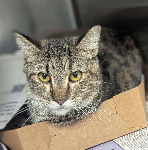 LUCAS - Domestic Short Hair available for adoption