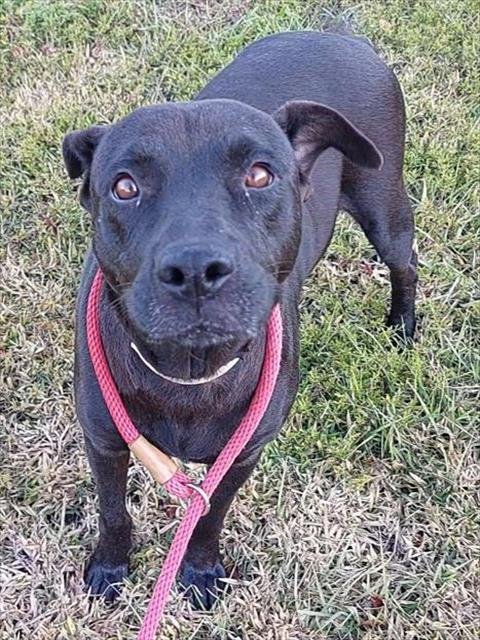 MADRE - Labrador Retriever / Chow Chow available for adoption