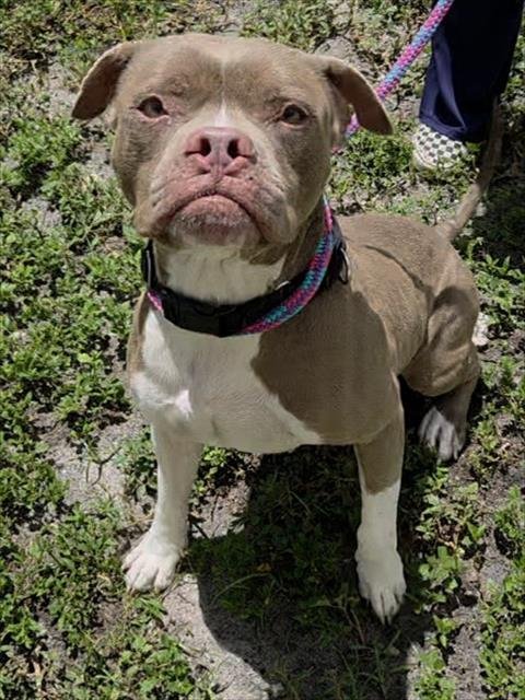 WYLDER - Boxer / Pit Bull Terrier available for adoption