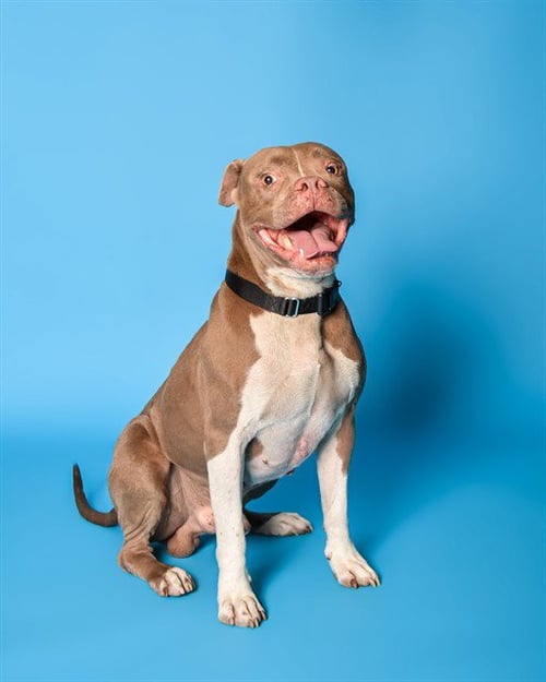 WYLDER - Boxer / Pit Bull Terrier available for adoption