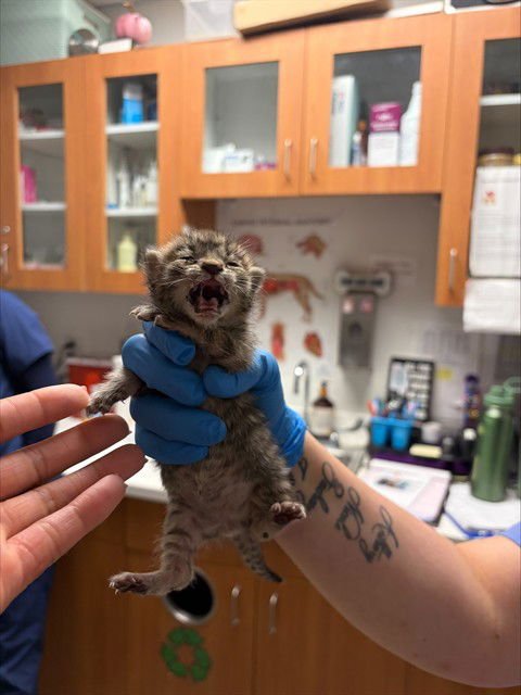 A2472512 - Domestic Short Hair available for adoption