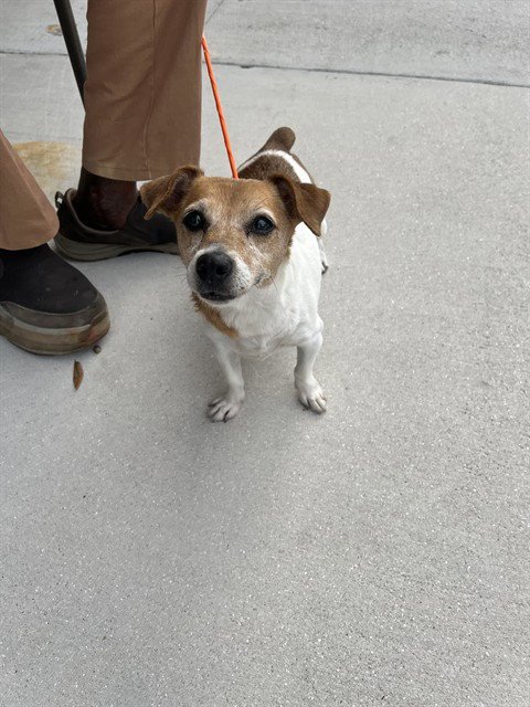 TEELA - Parson Russell Terrier available for adoption