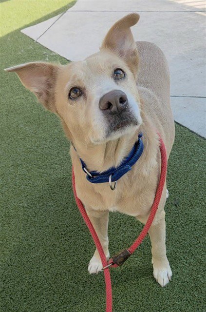 *GRACE - Labrador Retriever available for adoption