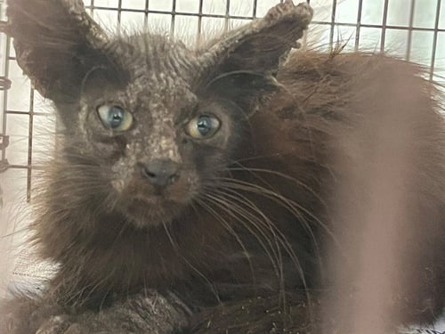 A2478984 - Domestic Short Hair available for adoption