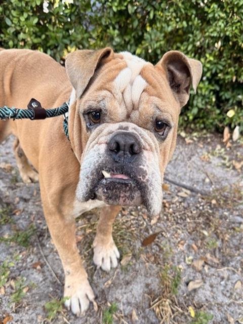 KRISTO - Bulldog available for adoption