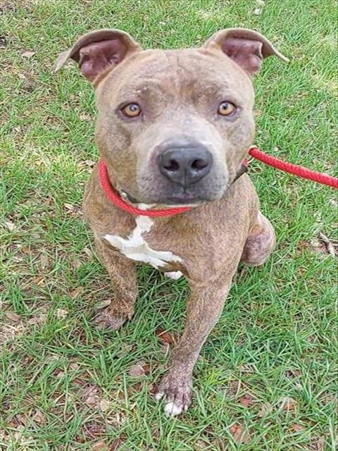 THREE - American Staffordshire Terrier available for adoption