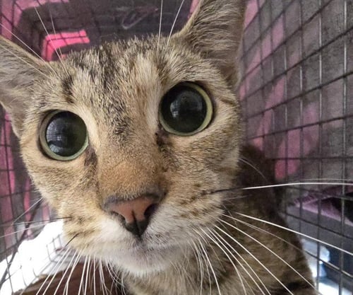 A2478804 - Domestic Short Hair available for adoption