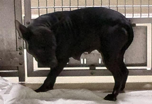 BLACKIE - American Staffordshire Terrier available for adoption