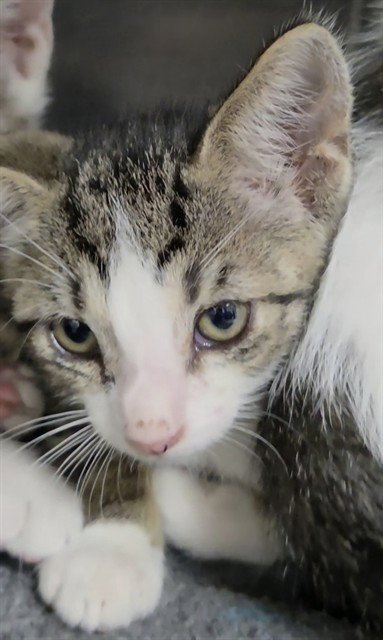 CYPRESS - Domestic Short Hair available for adoption