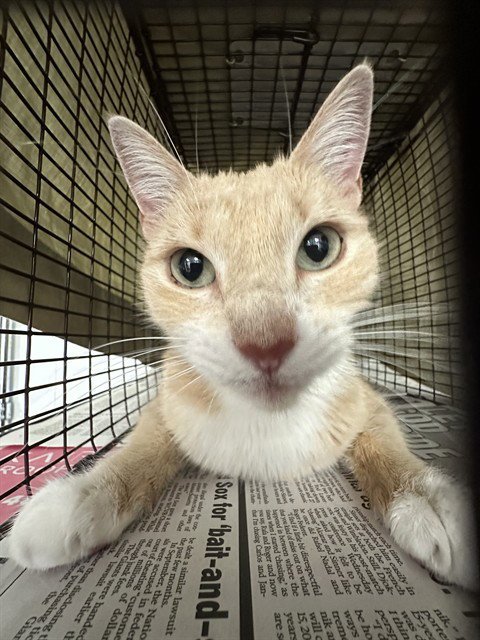 AKIRA - Domestic Short Hair available for adoption