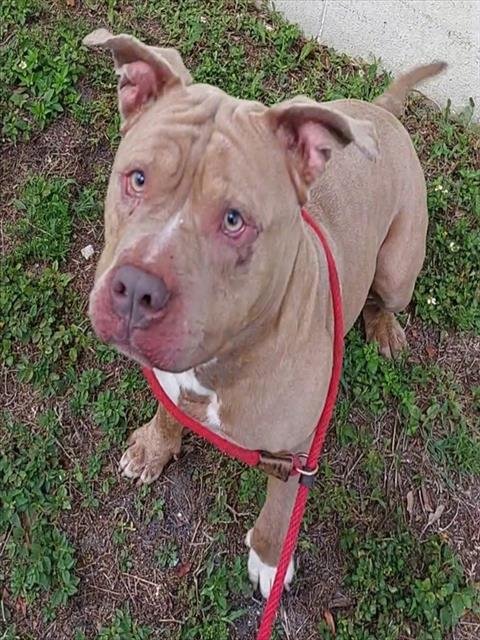 HUBBABUBBA - American Staffordshire Terrier available for adoption