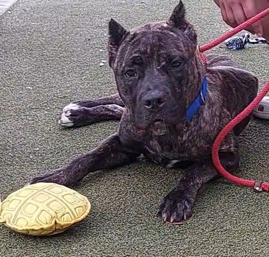 LOLA - Mastiff available for adoption